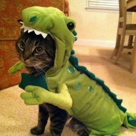 East Halloween Costumes, Dino Pfp, Kueez Pins, Funny City, Funny Funny, Internet Funny, Halloween Outfits, Cat Pics, My Vibe