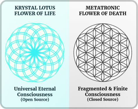 Flower Of Eternal Life, Maharic Seal, Flower Of Life Meaning, Keylontic Science, Occult Knowledge, Flower Of Life Tattoo, Quantum Consciousness, Crystal Mermaid, Flower Of Life Symbol