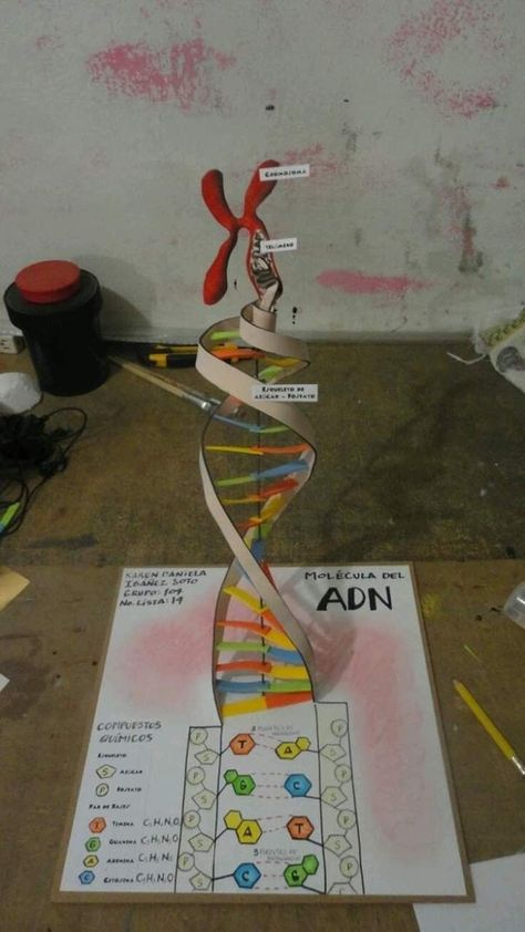 Dna Model Project, Dna Project, School Science Projects, Biology Projects, Biology Classroom, Dna Model, Science Crafts, Biology Teacher, Biology Lessons