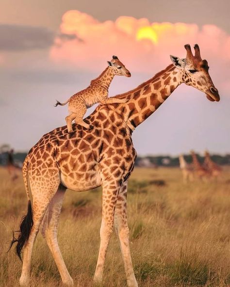 Animals Wild Photography, Cute Giraffe Pictures, Picture Of Giraffe, Giraffe Eating, African Animals Photography, Giraffe Photography, National Geographic Photography, Giraffe Pictures, Baby Animals Pictures