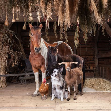 Photographer Rob MacInnis gathers barnyard animals that we selected for consumption and production, and turns them into majestic portrait subjects. Everything started when Rob came back from a long journey through South America. Taking photos in places that suffered from extreme poverty made him rethink photography's role in his life and society: I had a tough time dealing with my relationship to photography after this trip, Rob told Bored Panda. I felt it irresponsible to ignore the exp... Wild Animals Photography, Festival Photo, Farm Photography, Barnyard Animals, Work With Animals, Farm Yard, Animal Planet, Animal Photo, Animals Friends