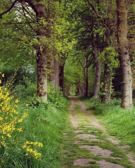 Forest Pathways, 숲 사진, Forest Path, Aesthetic Photography Nature, Walk In The Woods, Jolie Photo, Nature Aesthetic, Walking In Nature, Pretty Places