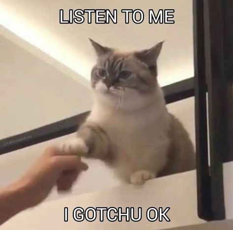 Cat Memes on Instagram: “I gotcha 😉 Follow @catpfpzone for more daily cat pfp and memes Credit: #cursedcats #cats #catsofinstagram #cat #catlife #catperson…” Cute Cat Cheer Up Meme, Cat Pics To Cheer Someone Up, Cat Cheer Up Meme, Supportive Cat Pics, Flustered Cat Meme, Cheer Up Memes Funny, Cute Cat Memes Funny, Daily Homie Checkup Cat, Happy Cat Reaction Pic