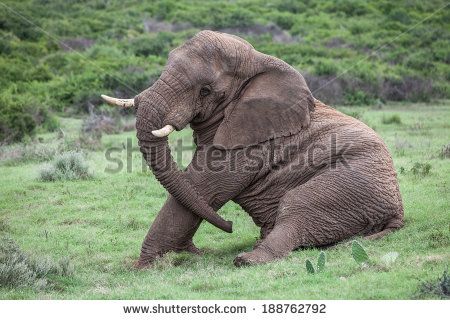 Elephant Sitting Stock Photos, Images, & Pictures | Shutterstock Elephant Sitting, Elephants Photos, Elephant Art, Royalty Free Images, Art Projects, Every Day, Royalty Free Stock Photos, Elephant, Royalty Free