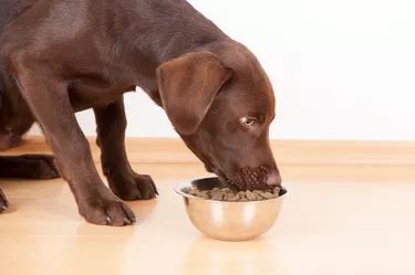 How To Make Your Own Dog Gravy for Dog Food | Cuteness Dog Gravy, Best Dry Dog Food, Puppy Obedience Training, Positive Dog Training, Frozen Dog, House Training Dogs, Dog Training Videos, Best Dog Training, Best Dog Food