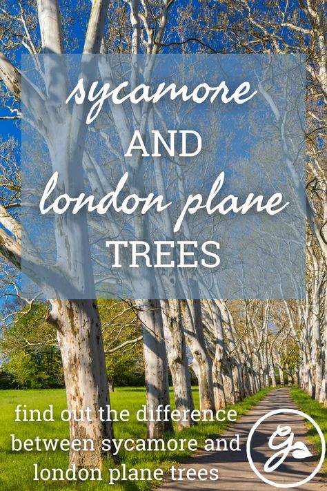 American Sycamore Tree, Tree Reference, London Plane Tree, London Plane, Sycamore Leaf, Plane Tree, Tree Identification, Sycamore Tree, Ornamental Trees