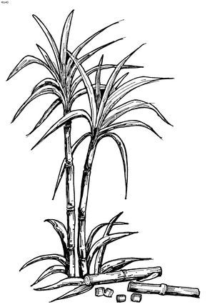 sugarcane.gif (800×1187) Sugar Cane Drawing, Takamaka Rum, Pirate Map Tattoo, Sugar Cane Plant, Desenho Tom E Jerry, State Flowers, Best Coloring Pages, Plant Sketches, Sugarcane Juice