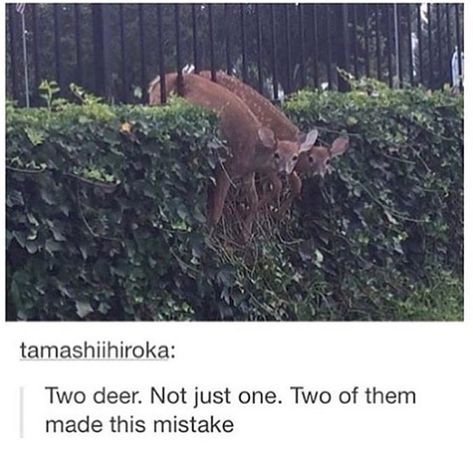 They're probably just sitting there like, "Oh me, what have we done.  Call for help will ya'?" 9gag Funny, Memes Humor, Funny Animal Memes, Laughing So Hard, Funny Animal Pictures, Animal Memes, Tumblr Funny, Tumblr Posts, Cute Funny Animals