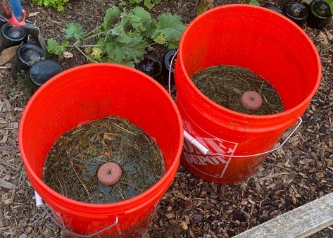 Virginia Gardening, Mosquitoes Repellent, Mosquito Trap Diy, Bacillus Thuringiensis, Kill Mosquito Larvae, Mosquito Dunks, Repellent Diy, Mosquito Repellent Homemade, Mosquito Traps