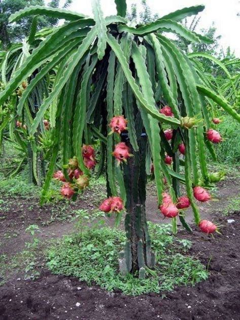 Everything You Need to Know About Dragon Fruit Trees Dragon Fruit Flower, Como Plantar Pitaya, How To Grow Dragon Fruit, Dragon Fruit Tree, Dragon Fruit Cactus, Kaktus Dan Sukulen, Dragon Fruit Plant, Fruit Tree Garden, Night Blooming Flowers