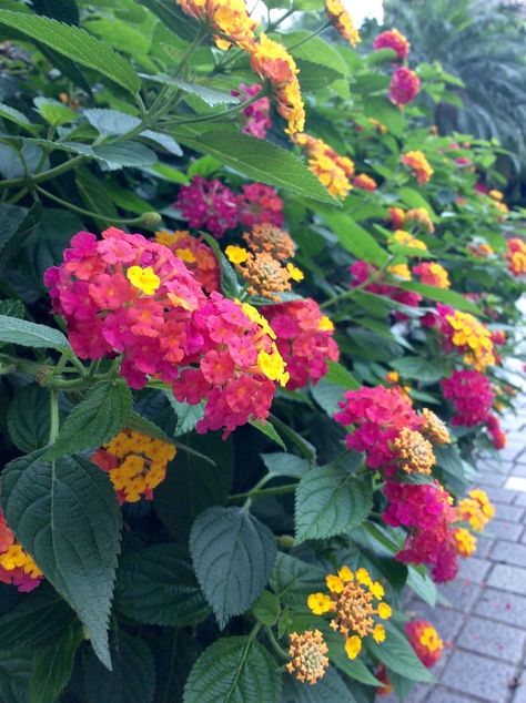 Common Lantana, Lantana Flower, Making Plant Pots, Potted Flowers, Poisonous Plants, Boho Garden, Fruit Flowers, Photography Wallpaper, Albania