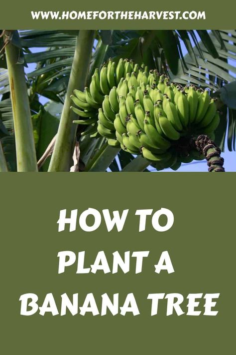 How to plant a banana tree 🌱 🍌 A step-by-step guide to success Banana Leaf Plant, Grow Banana Tree, Tree Transplanting, Banana Types, Gardening Memes, Sensitive Plant, Basil Seeds, Basil Plant, Leaf Plant