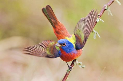 Painted Bunting Bird, Bunting Bird, Blue Gold Macaw, Painted Bunting, Birds Of A Feather, Bird Pictures, Pretty Birds, Bird Photo, Colorful Birds