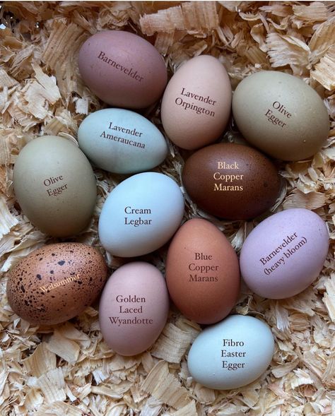 Chicken Egg Colors, Chicken Coop Garden, Backyard Chicken Coop Plans, Colored Eggs, Backyard Chicken Farming, Chicken Life, Raising Backyard Chickens, Chicken Coop Designs, Chicken Garden