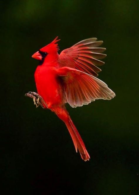 Pics Of Cardinal Birds, Northern Cardinal Drawing, Cardinal Flying Tattoo, Cardinal Aesthetic, Cardinal Bird Drawing, Cardinal Wings, Cardinal Flying, Cardinal In Flight, Flying Cardinal