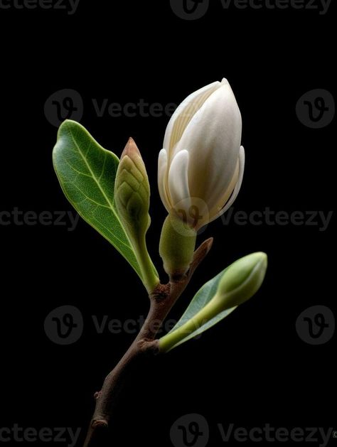 AI Generative Magnolia flower bud in spring time retro vintage hipster image 3d Vector, Vintage Hipster, Magnolia Flower, Stone Sculpture, Flower Bud, Spring Time, Magnolia, Retro Vintage, Vector Free