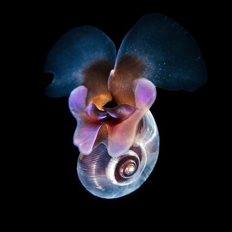 Sea Butterfly, Under The Water, Underwater Photographer, Marine Biologist, Underwater Creatures, Underwater Life, White Sea, Deep Blue Sea, Image Fun