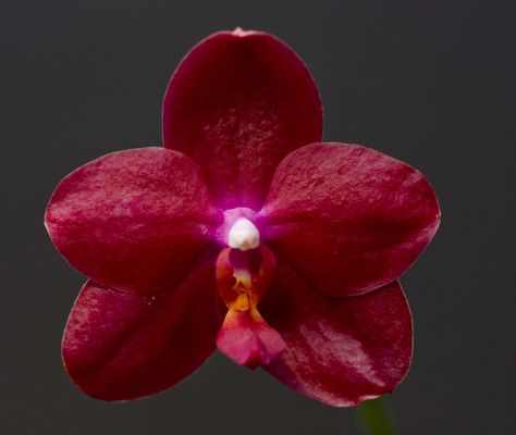 Moth-Orchid: Phalaenopsis 'Sogo Grape' - Flickr - Photo Sharing! Orchid Phalaenopsis, Red Orchid, Green Terrace, Orchid Photo, Red Orchids, Moth Orchid, Alpine Plants, Ways To Show Love, Orchid Flowers