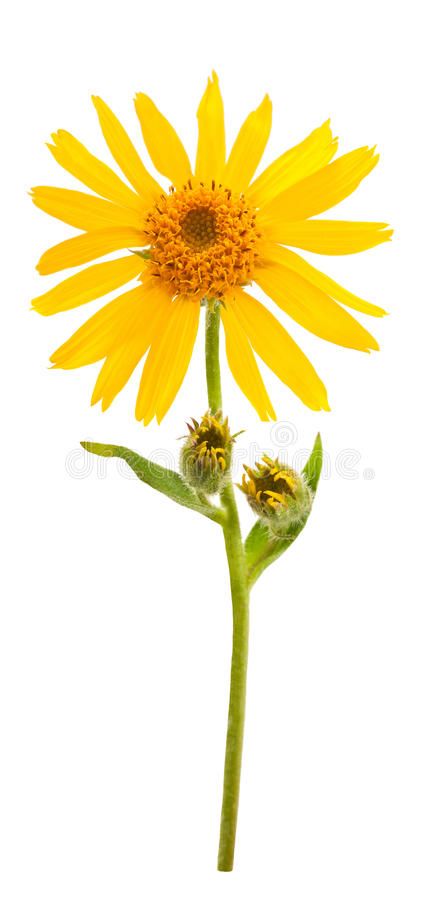 Flower On White Background, Nature Guide, Flor Tattoo, Natural Pet Care, Dog Remedies, Arnica Montana, Maltese Dogs, Homeopathic Remedies, Healthy Pets