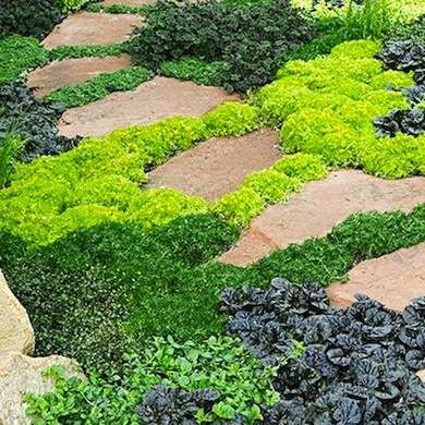 Creeping Jenny Ground Cover Brick Walkways, Grass Alternative, Lawn Alternatives, Creeping Jenny, Garden Plan, Planting Ideas, Hydrangea Garden, Garden Wallpaper, Low Maintenance Landscaping