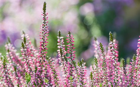 Fill your winter garden with scent, colour and silhouette! Don’t let the garden go bare and dormant over the cold months. These winter-flowering plants will brighten up your pots and flower borders.    Heather            Winter-flowering heather is a brilliant plant for low-growing texture. It also looks fantastic in pots. Winter Flowers Garden, Garden Calendar, Garden Drawing, Winter Plants, Best Plants, Garden Shrubs, Winter Flowers, Garden Borders, Flower Border