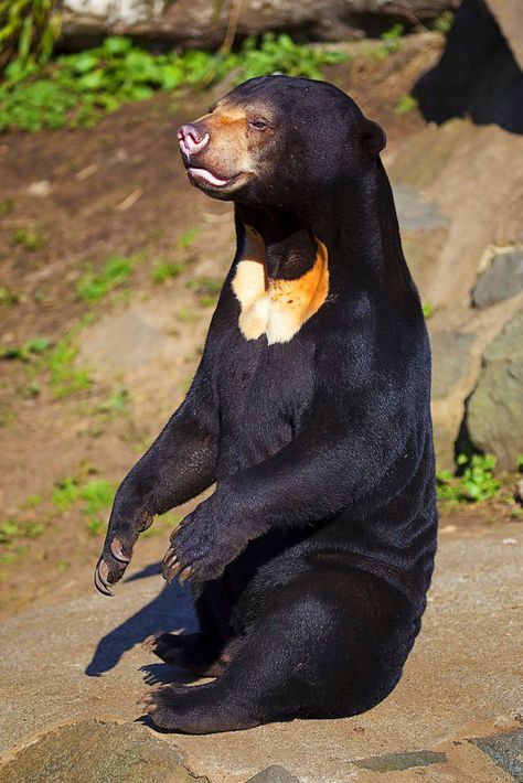 Sun Bear,  Corstorphine, Edinburgh, Scotland by Stuart Robinson Reynolds Malayan Sun Bear, Edinburgh Zoo, Bear Standing, Sun Bear, Sloth Bear, Honey Bear, Grizzly Bear, Wild Life, Facial Expressions