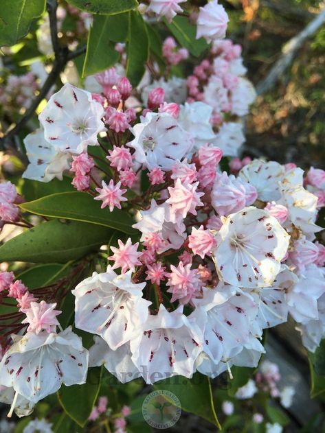 Laurel Flower, Pennsylvania Mountains, Bush Flowers, Kalmia Latifolia, White Oleander, Beautiful Comments, Creeping Phlox, Best Friend Challenges, Mountain Laurel