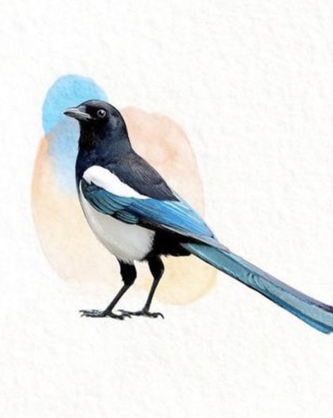 Magpie Bird Drawing, Magpie Watercolour Paintings, Magpie Painting Acrylic, Magpie Drawing Simple, Magpie Sketch, Magpie Watercolor, Magpie Embroidery, Watercolor Magpie, Magpie Aesthetic