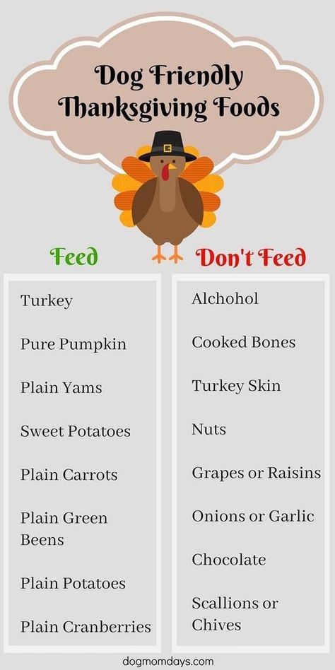 Thanksgiving Dog Treats, Foods For Dogs, Thanksgiving Foods, Dog Thanksgiving, Food Dog, Dog Health Tips, Dog Nutrition, Thanksgiving Food, Dog Care Tips