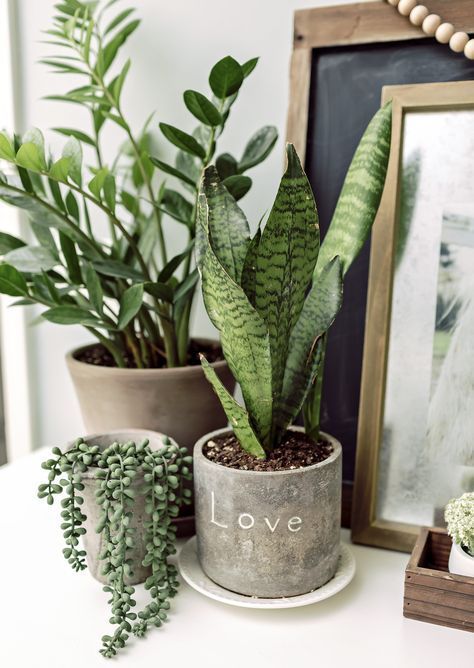 Do you struggle to keep your indoor plants alive? I've got 6 indoor plants made for those of us with a black thumb. Let's talk about some unkillable plants. Unkillable Plants, Easy Indoor Plants, Succulent Garden Indoor, Black Thumb, Plant Decor Indoor, Succulents Indoor, Interior Plants, House Plants Decor, House Plants Indoor