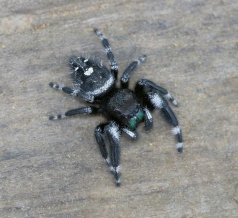 Bold Jumping Spider (Phidippus audax)? - Phidippus audax - BugGuide.Net Bold Jumping Spider, Spider Drawing, Jumping Spiders, Vocaloid Funny, Spooky Spiders, Spider Tattoo, Jumping Spider, Black Apple, Arthropods