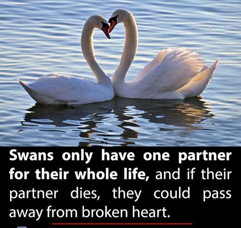 Swan Quotes, Capricorn Personality, Nature Quote, Swan Love, Art Connection, Mute Swan, Reality Of Life Quotes, Did You Know Facts, Love Facts