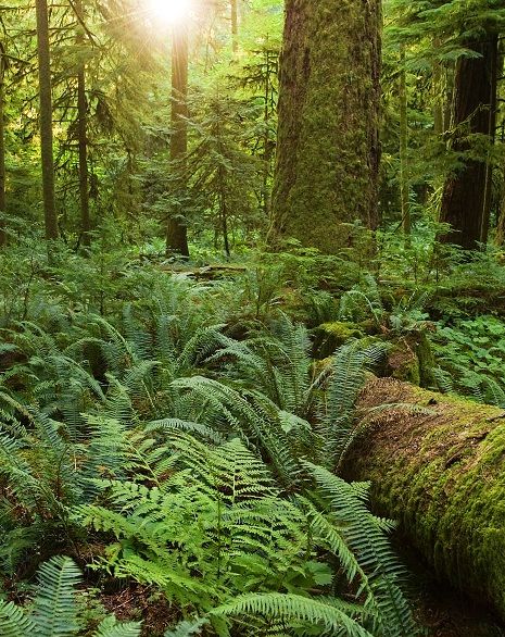 Pacific Northwest Native Plant Database Pnw Plants, Pacific Northwest Forest, Pacific Northwest Garden, Pnw Style, Lady Fern, Northwest Garden, Fern Forest, Pacific Northwest Travel, Pacific Northwest Art