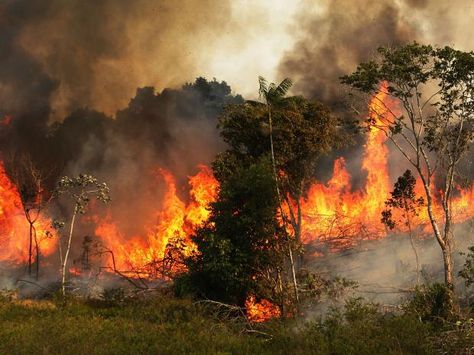 Brazil Rainforest, Amazon Deforestation, Amazon Forest, Indigenous Community, Amazon Rainforest, Save The World, Tropical Rainforest, Forest Fire, West Bengal