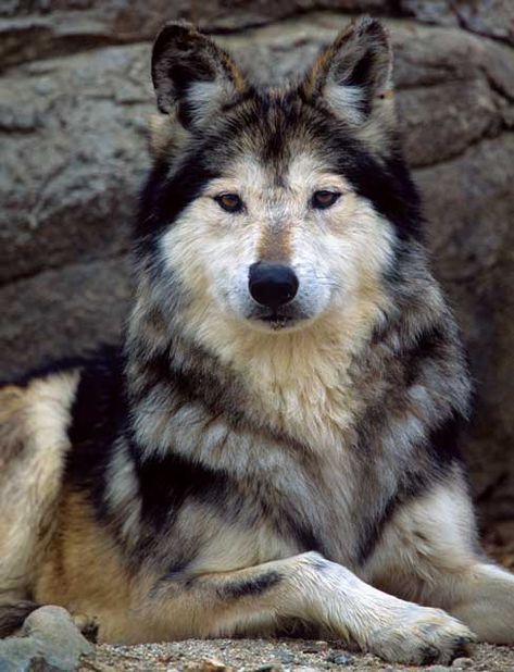 Mexican Wolf Mexican Wolf, Wolf Love, Wild Wolf, Wolf Pictures, Wolf Spirit, Beautiful Wolves, Wild Dogs, Wolf Dog, Blue Heeler