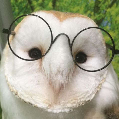 Funny Owls, Owl Pet, Owl Pictures, Pretty Animals, Owl Bird, Silly Animals, Baby Owls, Cute Animal Photos, Barn Owl