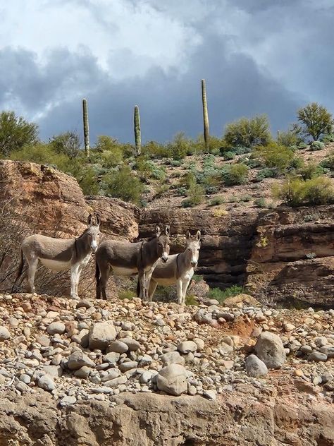 Arizona Wildlife, Travel Bucket List, Travel Bucket, Bucket List, Arizona, Places To Visit, Travel, Quick Saves