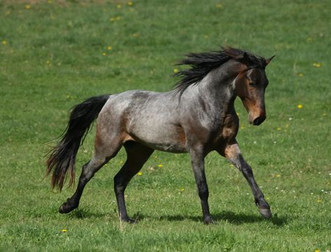 Stallions Archives - Rocky Mountain Horses Rocky Mountain Horse, Mountain Horse, Cats Art Drawing, Animal References, Bday Cake, Cats Art, Horse Breeds, Wild Horses, Rocky Mountain