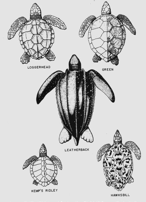 Types of sea turtles found in Florida  www.daniellesdives.com Green Turtle Tattoo, Green Sea Turtle Tattoo, Tropisches Tattoo, Turtle Stuff, Sea Turtle Tattoo, Turtle Tattoo Designs, Loggerhead Sea Turtle, Turtle Coloring Pages, Baby Sea Turtles