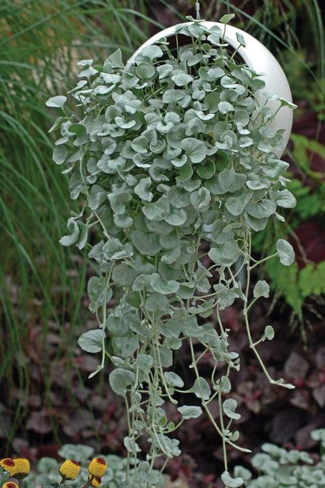 Dichondra Silver Falls, Silver Falls Dichondra, Fall Perennials, Plants Hanging, Silver Falls, Perennial Flowers, Plants For Hanging Baskets, Starter Plants, Flowers Perennials