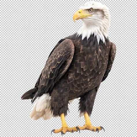 Eagle Png, Max On, Png Transparent, Free Download, On Instagram, Quick Saves, Instagram