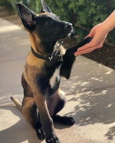 15 Pictures Only Belgian Malinois Owners Will Think Are Funny Belgian Malinois Puppies, Belgium Malinois, Malinois Puppies, Belgian Sheepdog, Belgian Malinois Dog, Dutch Shepherd, Dog Minding, Malinois Dog, Dog Obedience Training