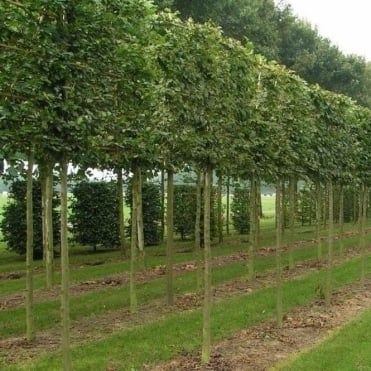 Pleached Trees, Hedge Trees, Hornbeam Hedge, Screen Plants, Privacy Landscaping, Small Patio Garden, Garden Privacy, Tree Nursery, Fast Growing Trees