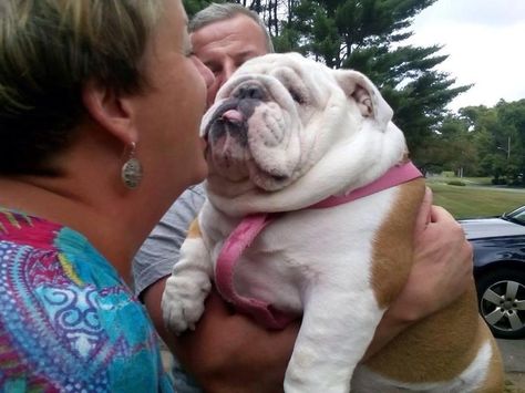 Cute Bulldog Puppies, Bulldog Pics, Bulldog Funny, Cute Bulldogs, English Bulldog Puppies, Bully Dog, Bull Dogs, Very Cute Dogs, British Bulldog