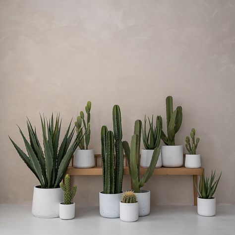 Southwestern Indoor Plants, Cactus Set Up, Indoor Cactus Plants Decor, Potted Cactus Indoor, Potted Plant Photography, Faux Cactus Plants, Fake Cactus Decor, Cactus In Pots Outdoor, Cactus Interior Design