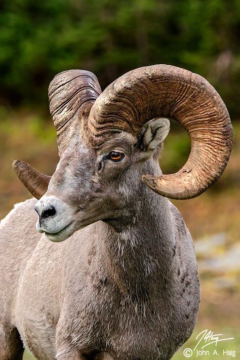 Bighorn ram Bighorn Ram, Animals With Horns, Mountain Sheep, Big Horn Sheep, Bighorn Sheep, Mule Deer, Manx, Animal Planet, Wildlife Art