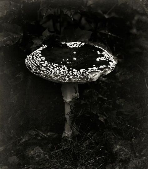 Nineveh Sage on Instagram: ""She harvests black mushrooms" © 2022 by Nineveh Sage. All rights reserved Makes you wonder, would a piece of that make you grow or shrink… or to die? NOTE: I'm posting monochromic photographs and photographic art on my Tumblr blog NOW (In October) and I decided to share them on instagram as well. The whole thing is a kind of a story (scary or not, you decide) that I'm only explaining a little bit with possible image titles or some sentenses, but mostly I'll just l Scary Mushroom, Mushrooms Aesthetic, Black Mushrooms, Mexican Gothic, Black Mushroom, Phone Design, Mood Board Fashion, Reference Images, Photographic Art