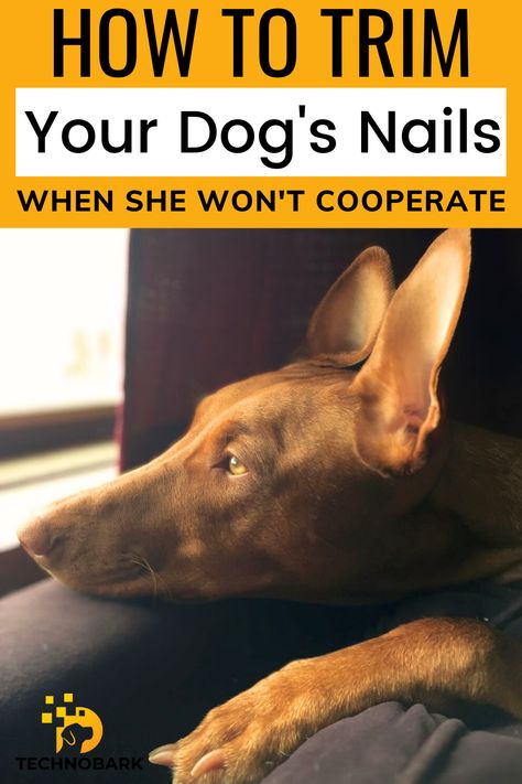 How do you trim an uncooperative dog's nails? Very carefully! I'm only half-joking. Patience and care go a long way, but so do the other tips in our guide. Check them out and make your dog's mani/pedi day a WHOLE lot less stressful! How To Trim Your Dog's Nails, How To Trim Dogs Toenails, How To Make A Dog Throw Up, How To Trim Dogs Nails, Dog Nail Clipping Hacks, Clipping Dog Nails At Home Tricks, Trim Dogs Nails How To, Trimming Dog Nails At Home, How To Clip Dog Nails