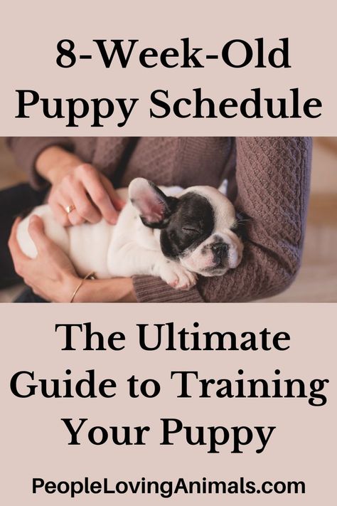 8 Week Old Puppy Schedule Puppy Leash Training, 8 Week Old Puppy, Leash Training Puppy, Feeding Puppy, Puppy Training Guide, Puppy Schedule, Puppy Feeding, Training Puppy, Puppy Leash