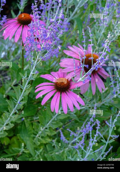 Download this stock image: Mock Sun Hat 'PowWow Wild Berry' (Echinacea purpurea) with Perovskia atriplicifolia 'Blue Spire' - 2CFD77M from Alamy's library of millions of high resolution stock photos, illustrations and vectors. Echinacea And Lavender Garden, Purple Coneflower Garden, Full Sun Perennial Flowers, Perovskia Atriplicifolia, Eastern Purple Coneflower, Echinacea Sunseekers Salmon, Purple Coneflower, Full Sun Perennials, Perennial Flowers